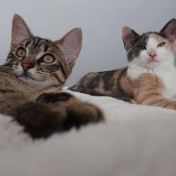 La Maison Des Chats