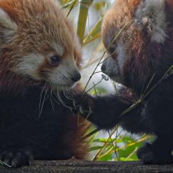 La Ménagerie, Le Zoo Du Jardin Des Plantes