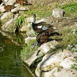 La Ménagerie, Le Zoo Du Jardin Des Plantes