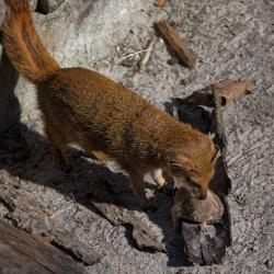 La Ménagerie, Le Zoo Du Jardin Des Plantes