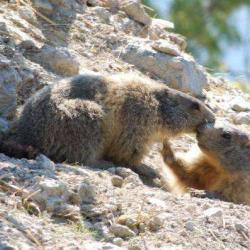 La Montagne Aux Marmottes