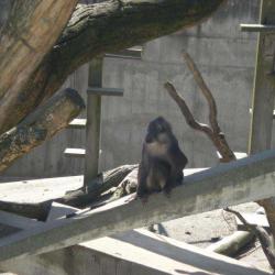 La Montagne Des Singes