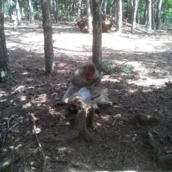 La Montagne Des Singes