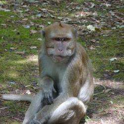 La Pinède Des Singes