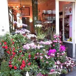 La Rose De Grenelle