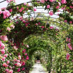 La Rose Du Jardin
