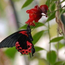 La Serre Aux Papillons