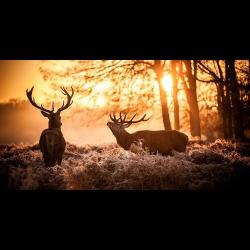 La Source Aux Cerfs