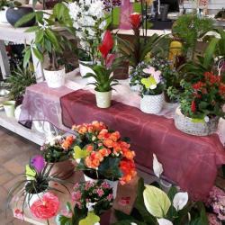 La Vie En Fleurs