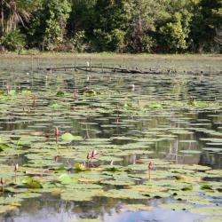 Lac Naturel De Karihani
