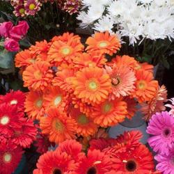 Latour Fleurs