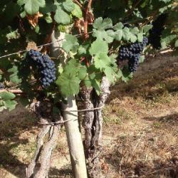 L.c Vins