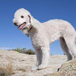 Le Bedlington