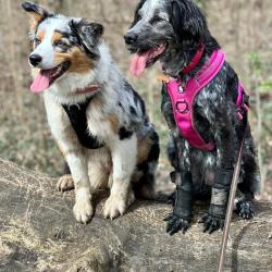 Le Bon Compagnon - Dog Walker & Educateur Canin
