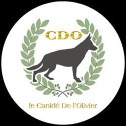 Le Canidé De L'olivier
