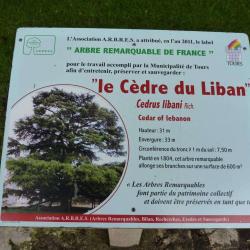 Le Cèdre Du Liban