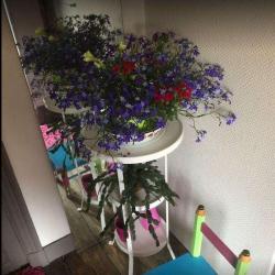 Le Chat De La Voisine