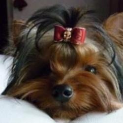 Le Chien Galant