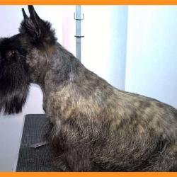 Le Chien Roux