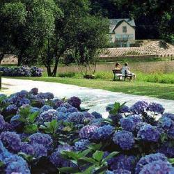 Le Circuit Des Hortensias