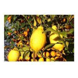Le Citron De Menton