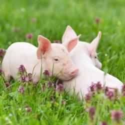 Le Cochon Bio De La Marzan