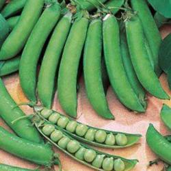 Le Comptoir Vert