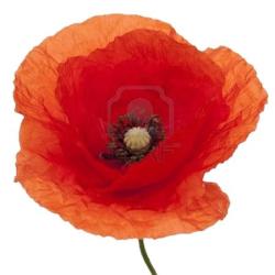 Le Coquelicot