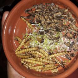 Le Festin Nu