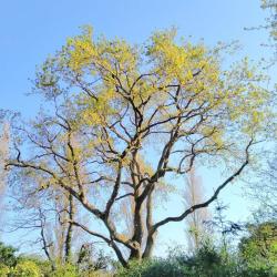 Le Fevre Elagage