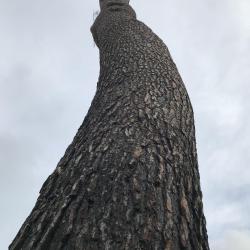 Le Forestier