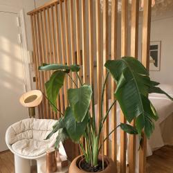Le Fresh Club - Drainage Lymphatique Renata Franca