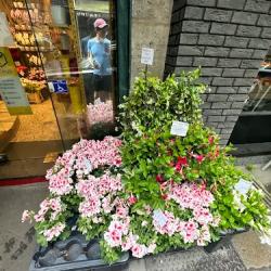Le Jardin De L'étoile