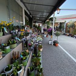 Le Jardin Des Fleurs
