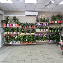 Le Jardin Des Fleurs