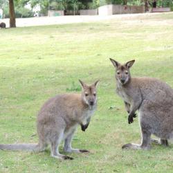 Le Jardin Des Kangourous