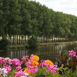 Le Lion D'angers