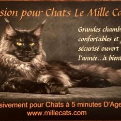 Le Mille Cats
