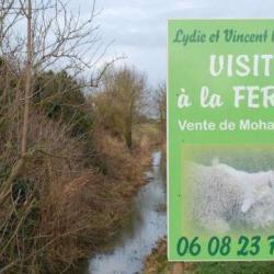 Le Mohair De La Côte D'émeraude