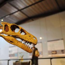 Le Musée Des Dinosaures