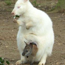 Le Parc Australien