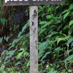 Le Pisse En L'air