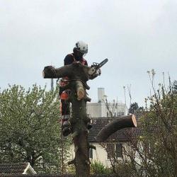 Le Renard Vert