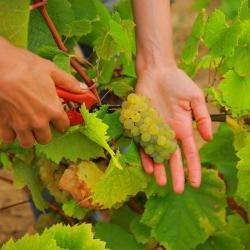 Le Spectre Du Vin