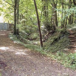 Le Tannenwald