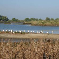 Le Teich