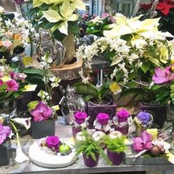 Fleurs