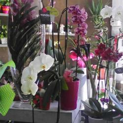 Le Temps Des Fleurs Odile Pellerin