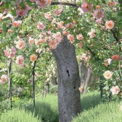 Le Temps Des Jardins