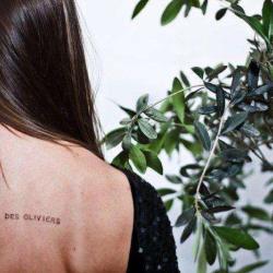 Le Temps Des Oliviers